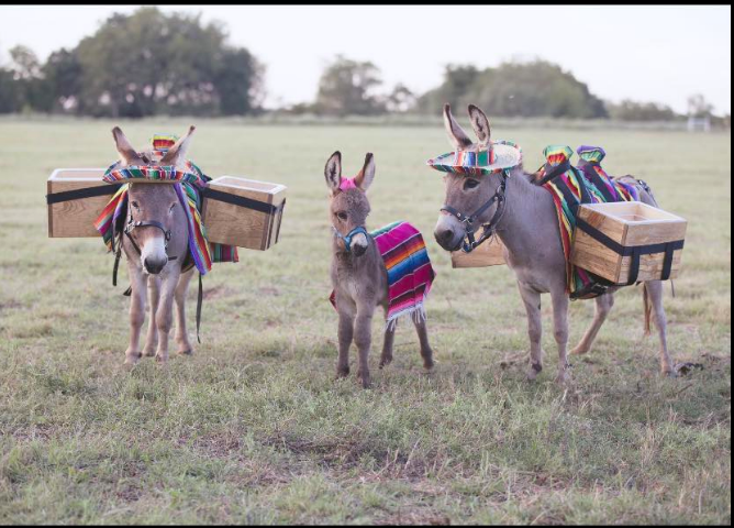 three burros Target Shooting